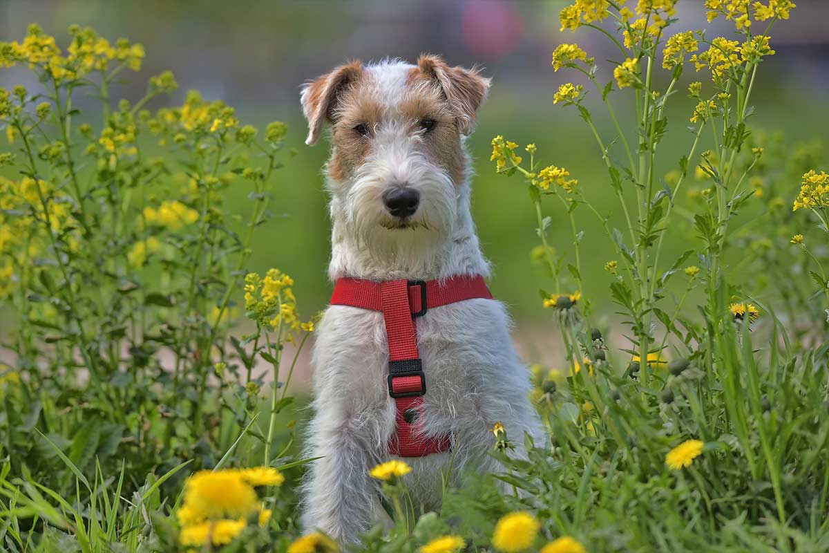 Fox Terrier